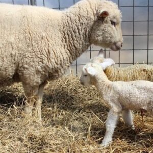 Reflecting on Life and Death on a Family Farm Image